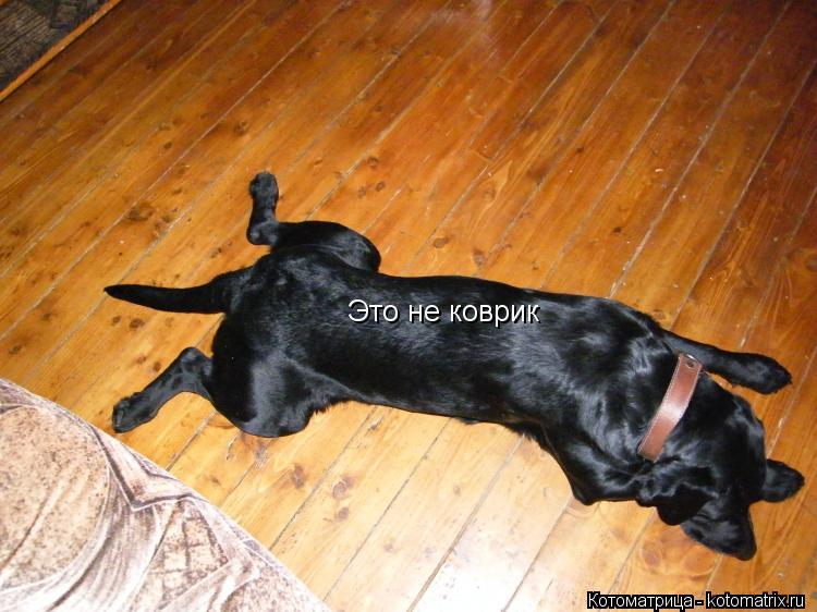Котоматрица: Это не коврик