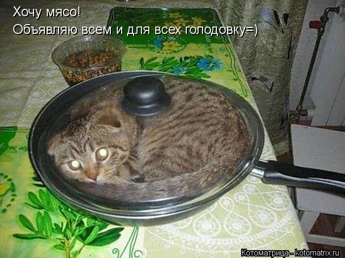 Котоматрица: Хочу мясо! Объявляю всем и для всех голодовку=)