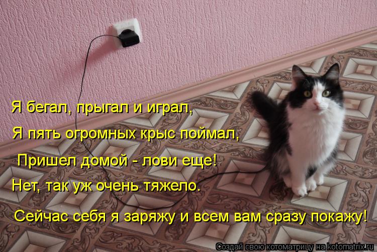 Котоматрица: Я бегал, прыгал и играл, Я пять огромных крыс поймал, Пришел домой - лови еще! Нет, так уж очень тяжело. Сейчас себя я заряжу и всем вам сразу по