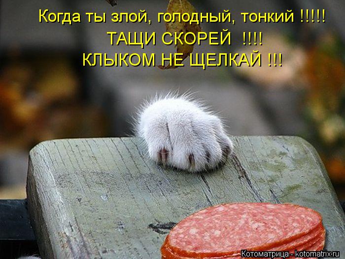 Котоматрица: Когда ты злой, голодный, тонкий !!!!! ТАЩИ СКОРЕЙ  !!!! КЛЫКОМ НЕ ЩЕЛКАЙ !!!