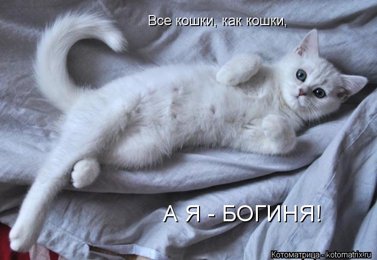 Котоматрица: Все кошки, как кошки, А Я - БОГИНЯ!