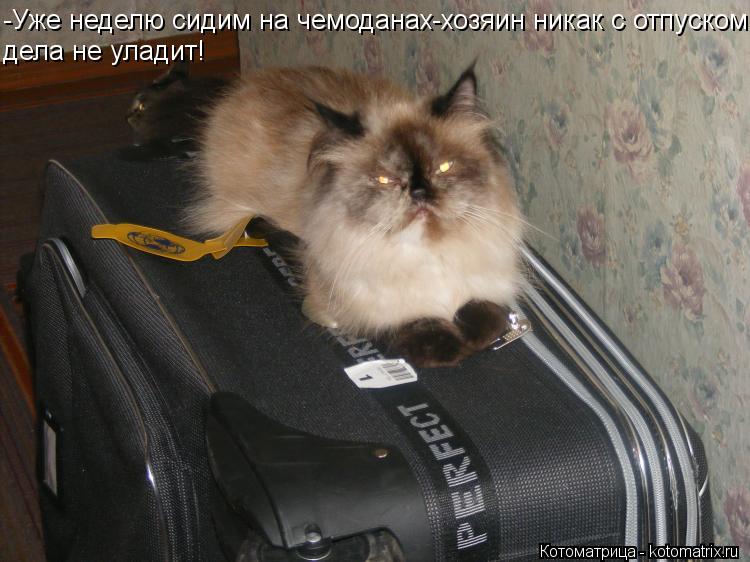 Котоматрица: -Уже неделю сидим на чемоданах-хозяин никак с отпуском дела не уладит!