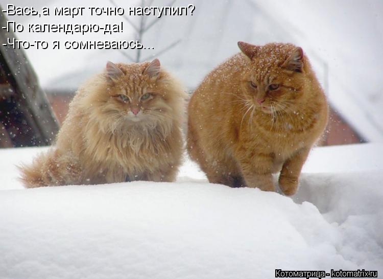Котоматрица: -Вась,а март точно наступил? -По календарю-да! -Что-то я сомневаюсь...