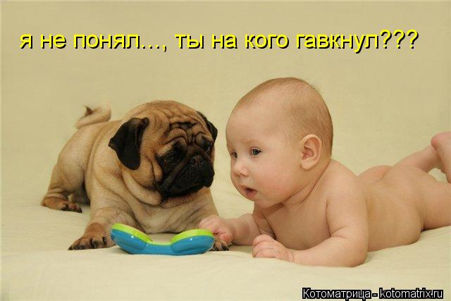 Котоматрица: я не понял..., ты на кого гавкнул???