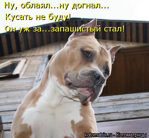 Котоматрица: Ну, облаял...ну догнал... Кусать не буду! Он уж за...запашистый стал!