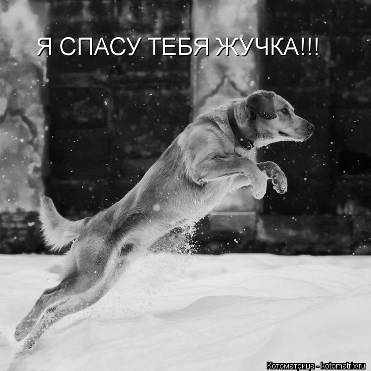 Котоматрица: Я СПАСУ ТЕБЯ ЖУЧКА!!!