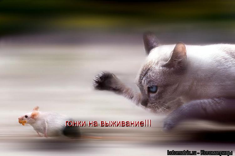 гонки на выживание!!! гонки на выживание!!!... Котоматрица: гонки на выживание!!! гонки на выживание!!!