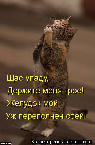 Котоматрица: Щас упаду, Держите меня трое! Желудок мой Уж переполнен соей!
