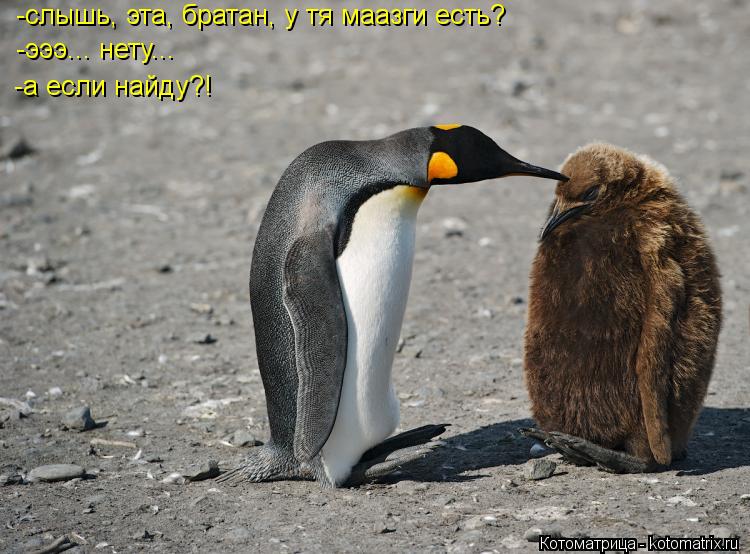 Котоматрица: -слышь, эта, братан, у тя маазги есть? -эээ... нету... -а если найду?!