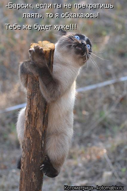 Котоматрица: -Барсик, если ты не прекратишь лаять, то я обкакаюсь!  Тебе же будет хуже!!!