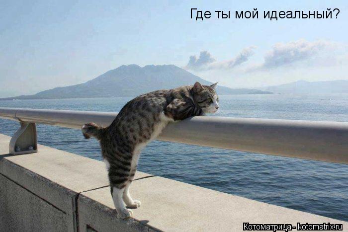 Котоматрица: Где ты мой идеальный?