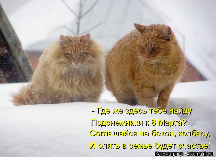 Котоматрица: Соглашайся на бекон, колбасу, И опять в семье будет счастье! Подснежники к 8 Марта? - Где же здесь тебе найду