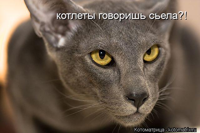 котлеты говоришь сьела?!... Котоматрица: котлеты говоришь сьела?!