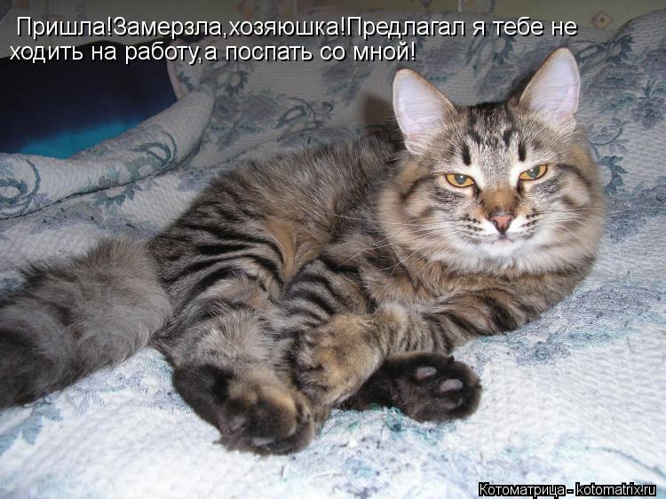 Пришла!Замерзла,хозяюшка!Предлагал я тебе не ходить на работу,а поспать со мной!... Котоматрица: Пришла!Замерзла,хозяюшка!Предлагал я тебе не ходить на работу,а поспать со мной!