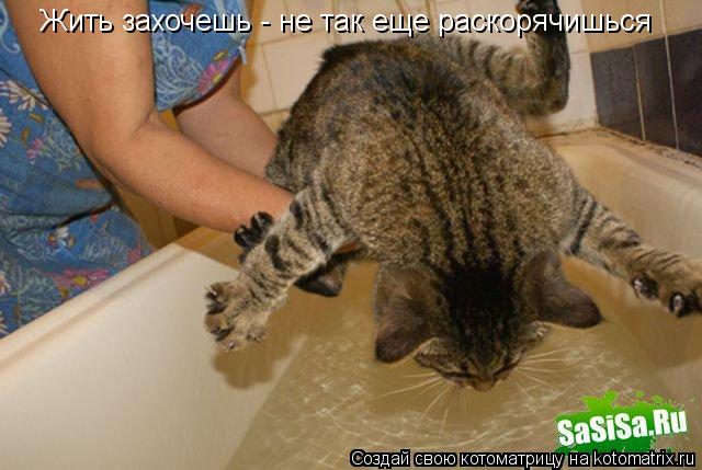 Котоматрица: Жить захочешь - не так еще раскорячишься