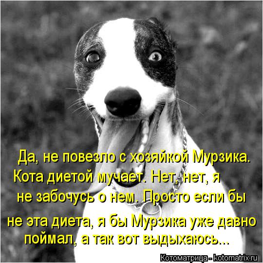 Да, не повезло с хозяйкой Мурзика. Кота диетой мучает. Нет, нет, я не забочусь о нем. Просто если бы ... Котоматрица: Да, не повезло с хозяйкой Мурзика. Кота диетой мучает. Нет, нет, я не забочусь о нем. Просто если бы не эта диета, я бы Мурзика уже давно поймал,