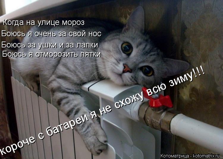 Когда на улице мороз Боюсь за ушки и за лапки Боюсь я отморозить пятки Боюсь я очень за свой нос ко... Котоматрица: Когда на улице мороз Боюсь за ушки и за лапки Боюсь я отморозить пятки Боюсь я очень за свой нос короче с батареи я не схожу всю зиму!!!