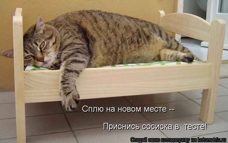 Котоматрица: Сплю на новом месте --  Сплю на новом месте --  Приснись сосиска в  тесте!