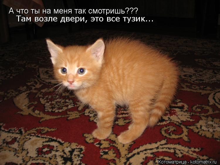 Котоматрица: А что ты на меня так смотришь??? Там возле двери, это все тузик...