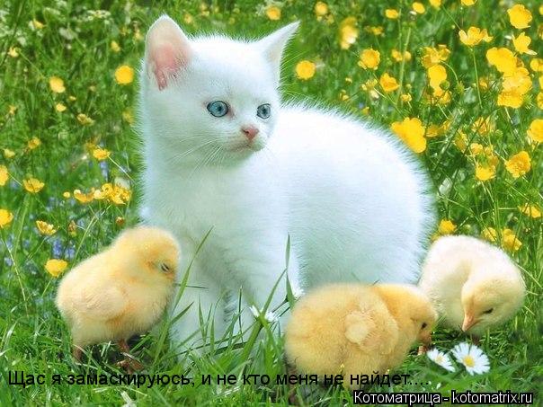 Котоматрица: Щас я замаскируюсь, и не кто меня не найдет....