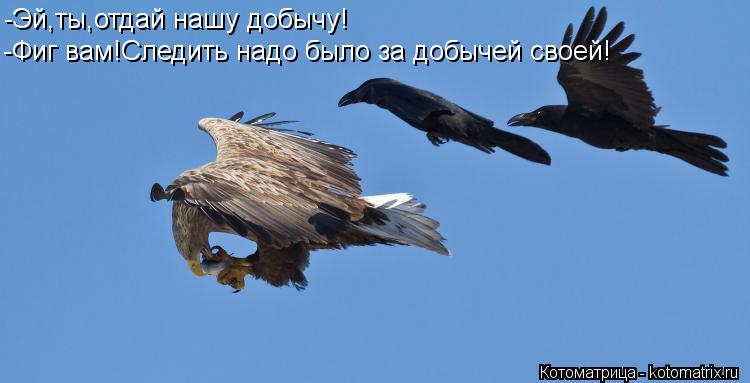 Котоматрица: -Эй,ты,отдай нашу добычу! -Фиг вам!Следить надо было за добычей своей!