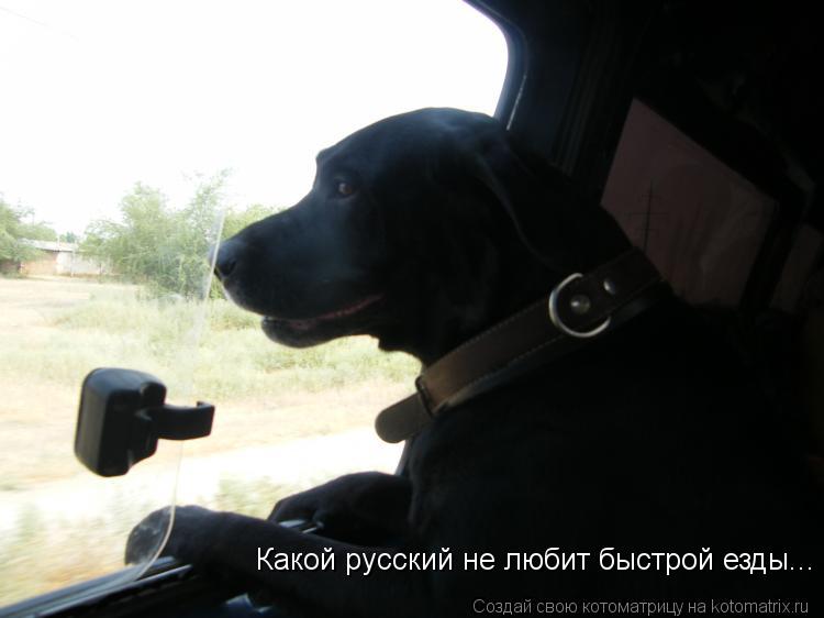Котоматрица: Какой русский не любит быстрой езды...