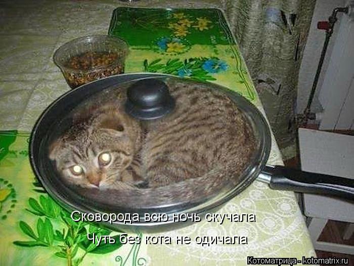 Котоматрица: Сковорода всю ночь скучала Чуть без кота не одичала
