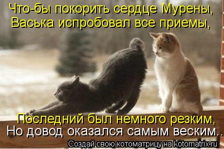 Котоматрица: Что-бы покорить сердце Мурены, Васька испробовал все приемы, Последний был немного резким, Но довод оказался самым веским..