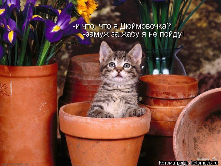 Котоматрица: -и что, что я Дюймовочка? -замуж за жабу я не пойду!