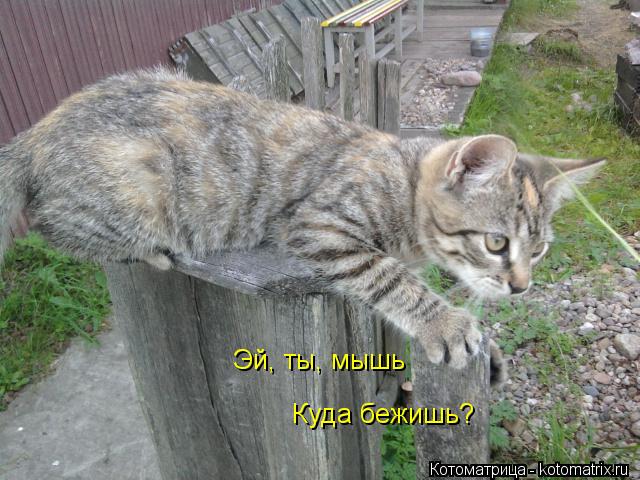 Эй, ты, мышь Куда бежишь?... Котоматрица: Эй, ты, мышь Куда бежишь?