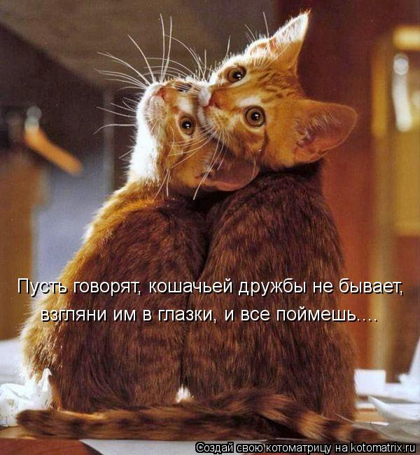 Котоматрица: Пусть говорят, кошачьей дружбы не бывает, взгляни им в глазки, и все поймешь....