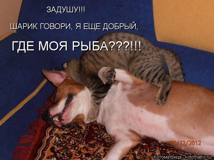 Котоматрица: ШАРИК ГОВОРИ, Я ЕЩЕ ДОБРЫЙ,  ГДЕ МОЯ РЫБА???!!! ЗАДУШУ!!!