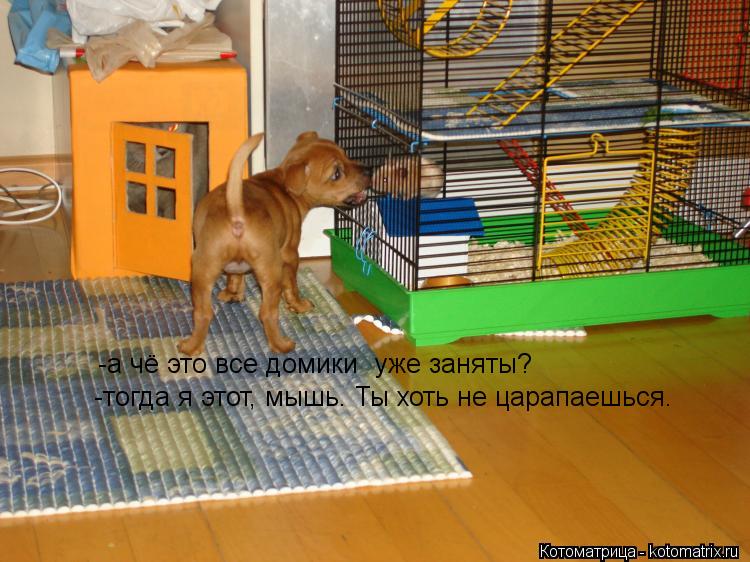 Котоматрица: -а чё это все домики  уже заняты? -тогда я этот, мышь. Ты хоть не царапаешься.
