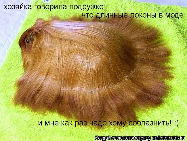 Котоматрица: хозяйка говорила подружке: что длинные локоны в моде и мне как раз надо хому соблазнить!!:)