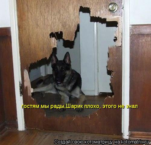 Котоматрица: гостям мы рады,Шарик плохо, этого не знал