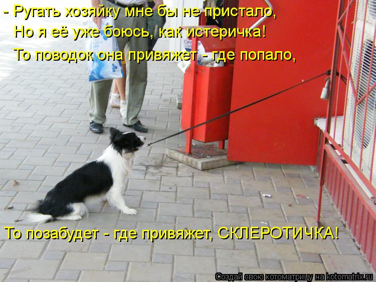 Котоматрица: - Ругать хозяйку мне бы не пристало, Но я её уже боюсь, как истеричка! То поводок она привяжет - где попало, То позабудет - где привяжет, СКЛЕРО
