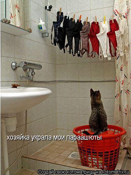 Котоматрица: хозяйка украла мои параашюты