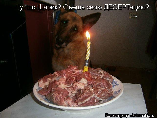 Котоматрица: Ну, шо Шарик? Съешь свою ДЕСЕРТацию?