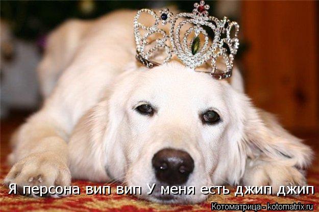 Я персона вип вип У меня есть джип джип... Котоматрица: Я персона вип вип У меня есть джип джип