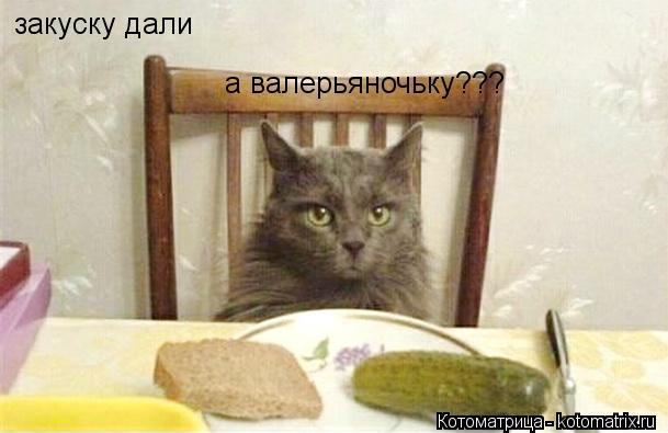Котоматрица: закуску дали а валерьяночьку???