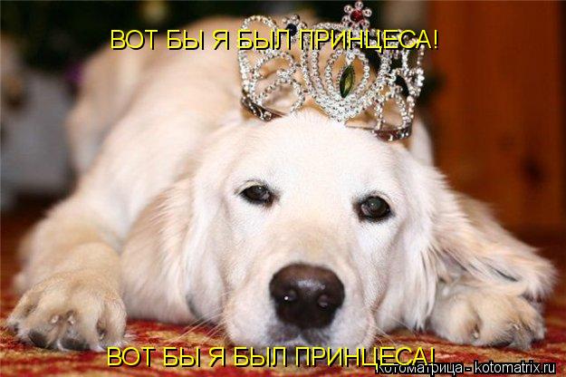 ВОТ БЫ Я БЫЛ ПРИНЦЕСА! ВОТ БЫ Я БЫЛ ПРИНЦЕСА!... Котоматрица: ВОТ БЫ Я БЫЛ ПРИНЦЕСА! ВОТ БЫ Я БЫЛ ПРИНЦЕСА!