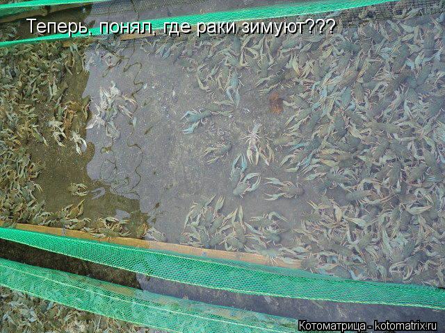 Котоматрица: Теперь, понял, где раки зимуют???
