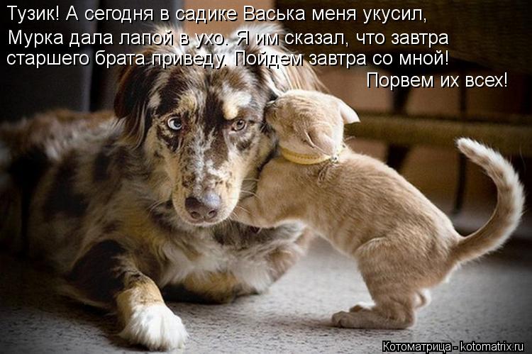 Мурка дала лапой в ухо. Я им сказал, что завтра старшего брата приведу. Пойдем завтра со мной! Тузи... Котоматрица: Мурка дала лапой в ухо. Я им сказал, что завтра старшего брата приведу. Пойдем завтра со мной! Тузик! А сегодня в садике Васька меня укусил, П