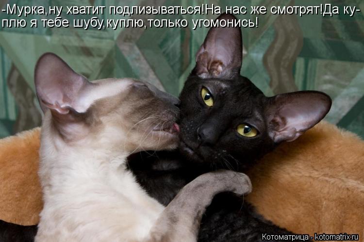 Котоматрица: -Мурка,ну хватит подлизываться!На нас же смотрят!Да ку- плю я тебе шубу,куплю,только угомонись!