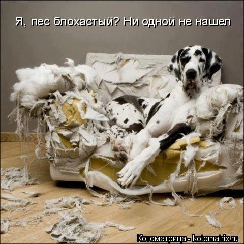 Котоматрица: Я, пес блохастый? Ни одной не нашел