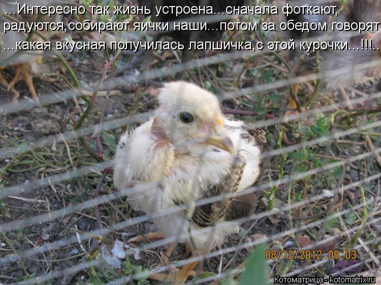 ...Интересно так жизнь устроена...сначала фоткают, радуются,собирают яички наши...потом за обедом гов... Котоматрица: ...Интересно так жизнь устроена...сначала фоткают, радуются,собирают яички наши...потом за обедом говорят ...какая вкусная получилась лапшичк