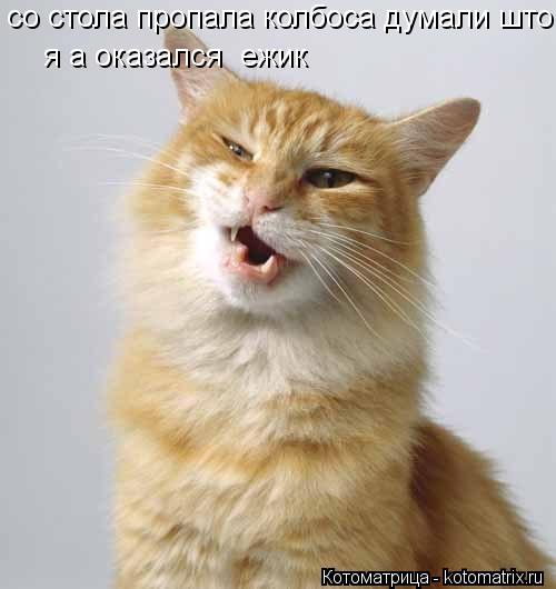 Котоматрица: со стола пропала колбоса думали што я а  я а оказался  ежик
