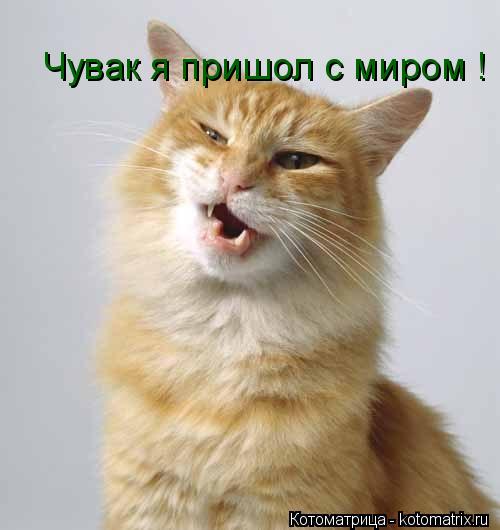 Котоматрица: Чувак я пришол с миром !