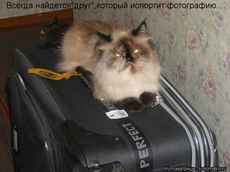 Котоматрица: Всегда найдется"друг",который испортит фотографию....