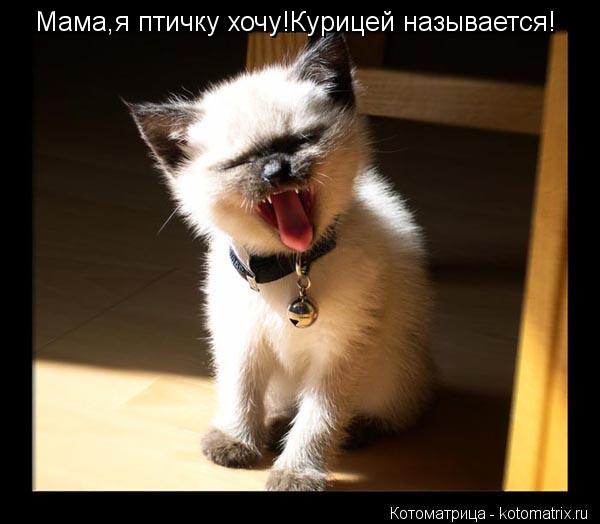 Мама,я птичку хочу!Курицей называется!... Котоматрица: Мама,я птичку хочу!Курицей называется!